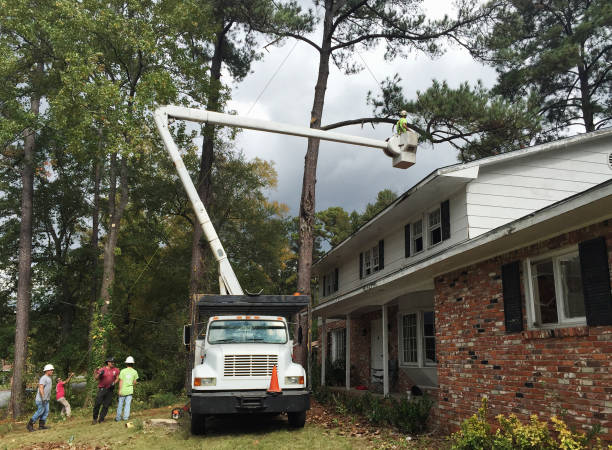 Reliable Cedarville, AR Tree Removal Services Solutions